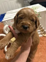 Mini Female 6- Birtha, a female Miniature Goldendoodle for sale in Denton, TX – 6 of 7