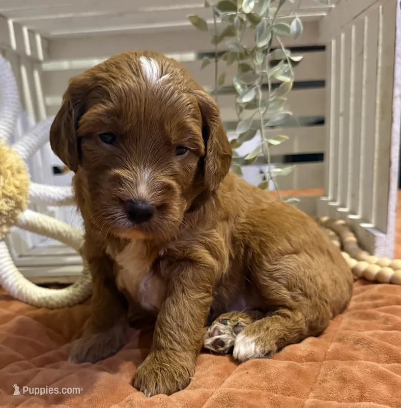 Mini Female 4- Lil – Miniature Goldendoodle puppy for sale in Denton, TX