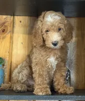 Mini Male 1 Dallas, a male Goldendoodle and Miniature Goldendoodle for sale in Denton, TX – 4 of 7