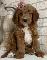 Mini Female 2- Gigi, a female Miniature Goldendoodle for sale in Denton, TX – 6 of 6
