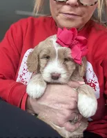 F1 Mini Female 1- Gaga, a female Goldendoodle for sale in Denton, TX – Photo 1 of 4