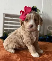 F1 Mini Female 1- Gaga, a female Goldendoodle for sale in Denton, TX – Photo 3 of 4