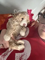 F1 Mini Female 1- Gaga, a female Goldendoodle for sale in Denton, TX – Photo 2 of 4