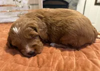 Mini Female 4- Lil, a female Goldendoodle for sale in Denton, TX – 7 of 7