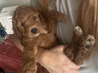Mini Male 1- Levi, a male Miniature Goldendoodle for sale in Denton, TX – 4 of 5