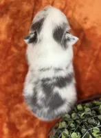 Female 2- Blue Eyed Gwen, a female Pembroke Welsh Corgi for sale in Denton, TX – 5 of 7
