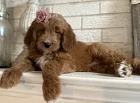 Mini Female 2- Gigi, a female Miniature Goldendoodle for sale in Denton, TX – 5 of 6