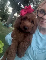 Mini Female 4- Sandy, a female Irish Doodle for sale in Denton, TX – 2 of 4