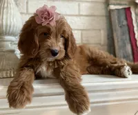 Mini Female 2- Gigi, a female Miniature Goldendoodle for sale in Denton, TX – 4 of 6