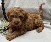 Mini Male 3 Rice Crispie, a male Goldendoodle and Miniature Goldendoodle for sale in Denton, TX – 3 of 4