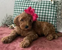 F1b Micro Female 4 Roxanne , a female Irish Doodle for sale in Denton, TX – Photo 6 of 6