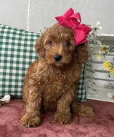 F1b Micro Female 4 Roxanne , a female Irish Doodle for sale in Denton, TX – Photo 5 of 6