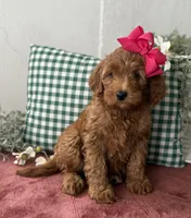 F1b Micro Female 4 Roxanne , a female Irish Doodle for sale in Denton, TX – Photo 4 of 6