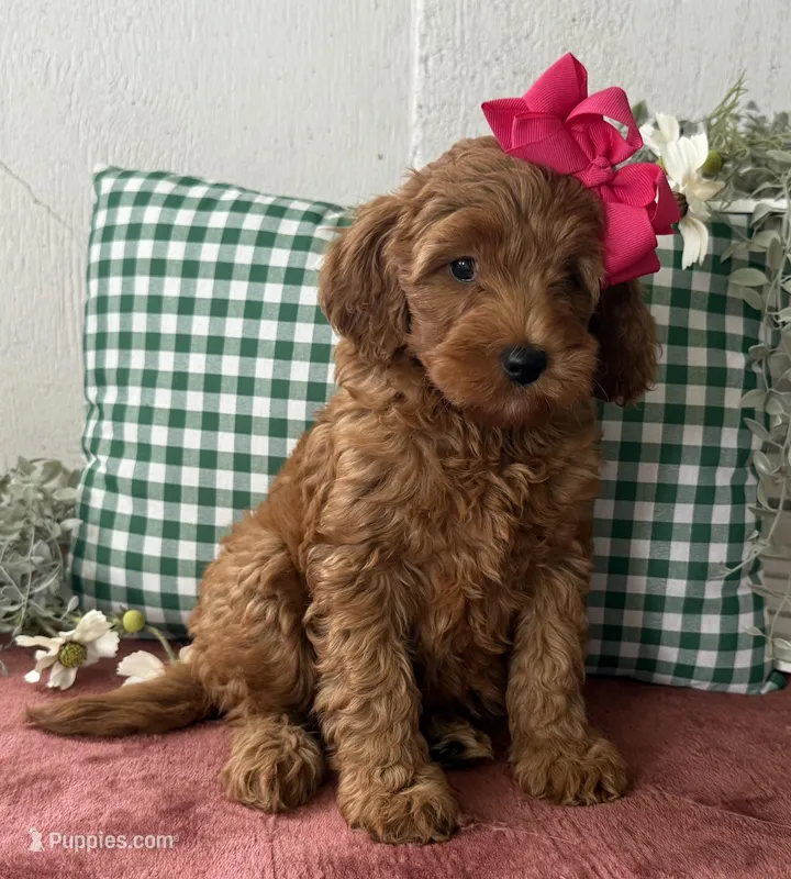 F1b Micro Female 4 Roxanne  – Irish Doodle puppy for sale in Denton, TX