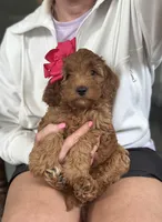 F1b Micro Female 4 Roxanne , a female Irish Doodle for sale in Denton, TX – Photo 2 of 6