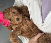 F1b Micro Female 4 Roxanne , a female Irish Doodle for sale in Denton, TX – Photo 3 of 6