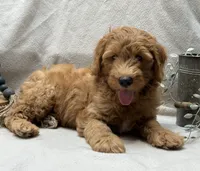 Mini Male 2 Levi, a male Goldendoodle and Miniature Goldendoodle for sale in Denton, TX – 5 of 5