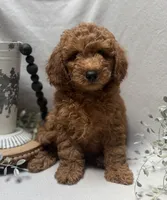 F1b Micro Mini Male 1, a male Goldendoodle and Miniature Goldendoodle for sale in Denton, TX – 1 of 5