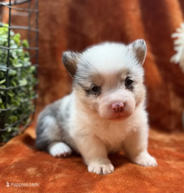 Female 1- Blue Eyed Trixie – Pembroke Welsh Corgi puppy for sale in Denton, TX