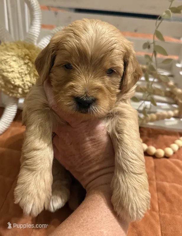Mini Male 1- Georgie – Miniature Goldendoodle puppy for sale in Denton, TX