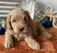 Mini Male 1 George , a male Goldendoodle for sale in Denton, TX – Photo 5 of 8