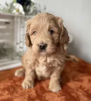 Mini Male 1 George , a male Goldendoodle for sale in Denton, TX – Photo 3 of 8