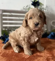 Mini Male 1 George , a male Goldendoodle for sale in Denton, TX – Photo 2 of 8