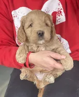 Mini Male 1 George , a male Goldendoodle for sale in Denton, TX – Photo 8 of 8