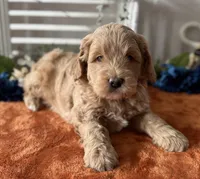 Mini Male 1 George , a male Goldendoodle for sale in Denton, TX – Photo 4 of 8