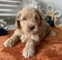 Mini Male 1 George , a male Goldendoodle for sale in Denton, TX – Photo 6 of 8
