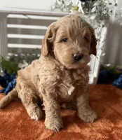 Mini Male 1 George , a male Goldendoodle for sale in Denton, TX – Photo 1 of 8