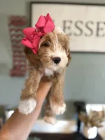 Mini Female 1 Georgia, a female Goldendoodle and Miniature Goldendoodle for sale in Denton, TX – 4 of 6