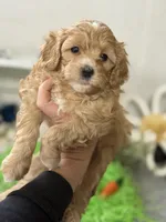 F1b Toy Female 3 Cali , a female Goldendoodle for sale in Denton, TX – Photo 2 of 6