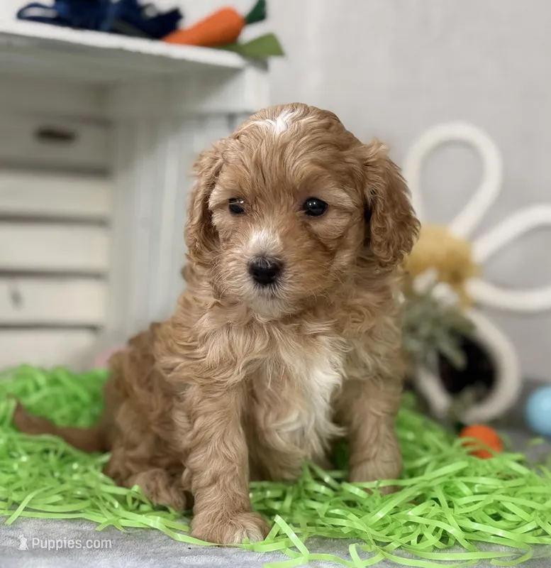F1b Toy Female 3 Cali  – Goldendoodle puppy for sale in Denton, TX