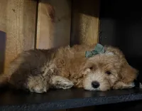 F1b Micro Female 3 Cali , a female Goldendoodle for sale in Denton, TX – Photo 8 of 9