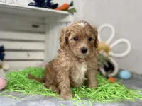 F1b Toy Female 3 Cali , a female Goldendoodle for sale in Denton, TX – Photo 6 of 6