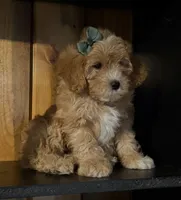 F1b Micro Female 3 Cali , a female Goldendoodle for sale in Denton, TX – Photo 4 of 9