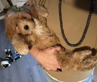 F1b Micro Female 3 Cali , a female Goldendoodle for sale in Denton, TX – Photo 2 of 9