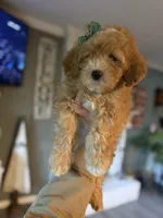 F1b Micro Female 3 Cali , a female Goldendoodle for sale in Denton, TX – Photo 9 of 9