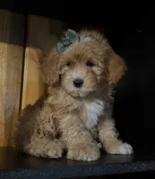 F1b Micro Female 3 Cali , a female Goldendoodle for sale in Denton, TX – Photo 6 of 9