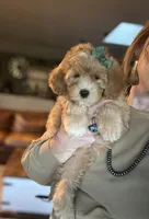 F1b Micro Female 3 Cali , a female Goldendoodle for sale in Denton, TX – Photo 1 of 9