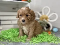 F1b Toy Female 3 Cali , a female Goldendoodle for sale in Denton, TX – Photo 4 of 6