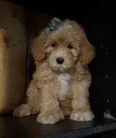 F1b Micro Female 3 Cali , a female Goldendoodle for sale in Denton, TX – Photo 3 of 9