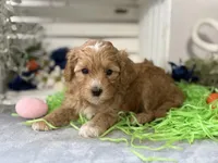 F1b Toy Female 3 Cali , a female Goldendoodle for sale in Denton, TX – Photo 3 of 6