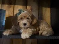 F1b Micro Female 3 Cali , a female Goldendoodle for sale in Denton, TX – Photo 7 of 9