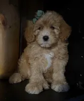 F1b Micro Female 3 Cali , a female Goldendoodle for sale in Denton, TX – Photo 5 of 9
