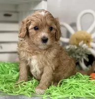 F1b Toy Female 3 Cali , a female Goldendoodle for sale in Denton, TX – Photo 5 of 6