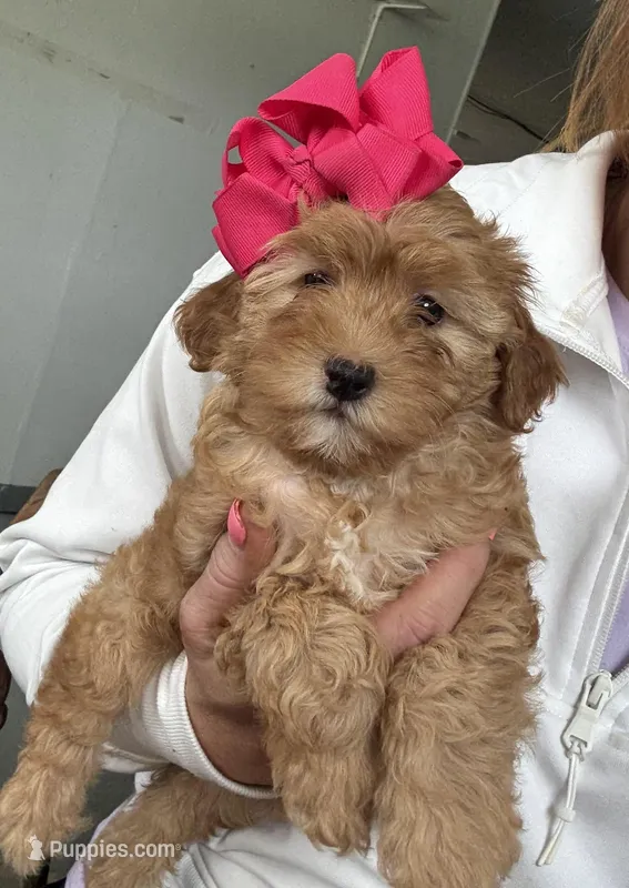 F1b Toy Female 1 Tinkerbell  – Irish Doodle puppy for sale in Denton, TX