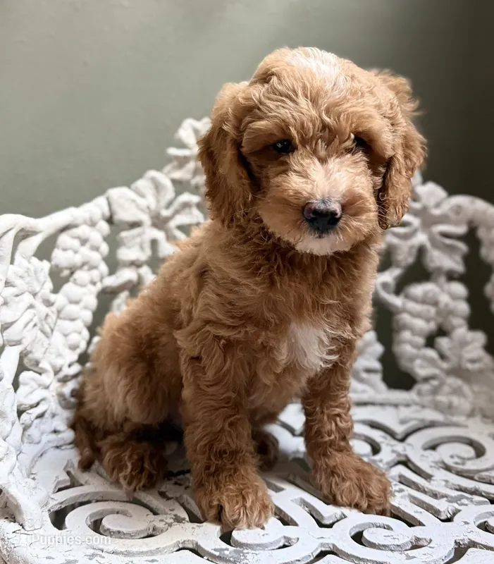 Mini Male 2 Dallas – Goldendoodle, Miniature Goldendoodle puppy for sale in Denton, TX