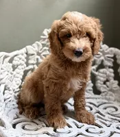 Mini Male 2 Dallas, a male Goldendoodle and Miniature Goldendoodle for sale in Denton, TX – 1 of 6